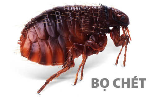 diệt bọ chét