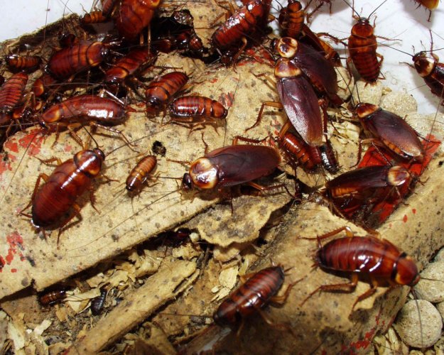 dịch vụ diệt gián Đồng Nai