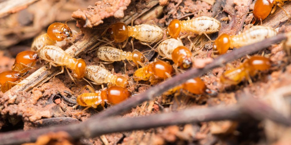 dịch vụ diệt mối côn trùng tại Long An