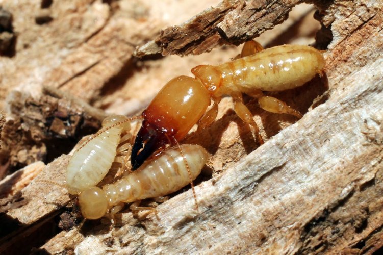 dịch vụ diệt mối hiệu quả tại Củ Chi