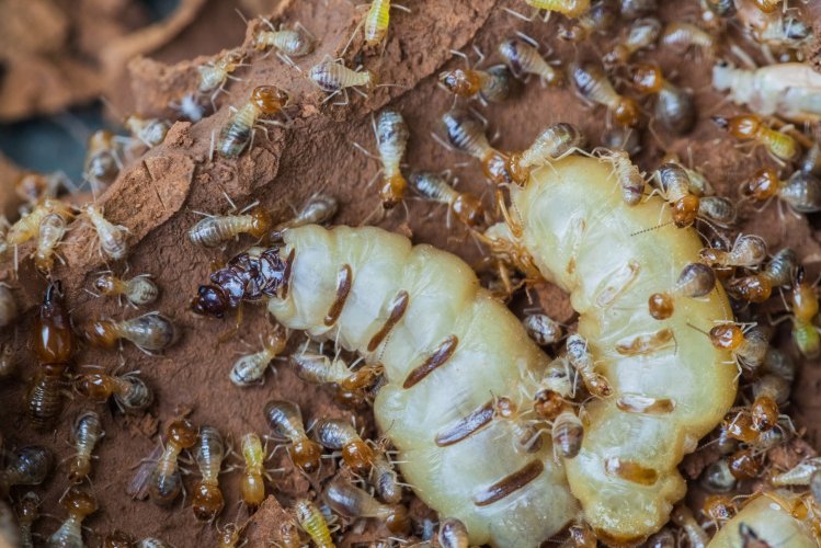 dịch vụ diệt mối tphcm