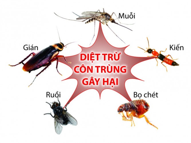 diệt côn trùng tại nhà ở Củ Chi