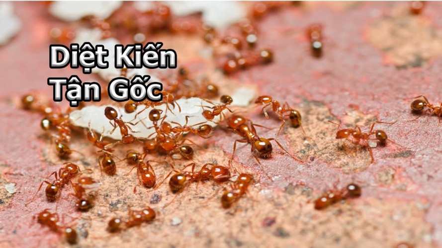 diệt kiến an toàn Long An