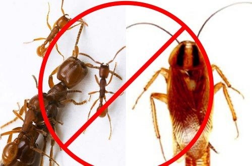 diệt kiến gián tận gốc ở Củ Chi
