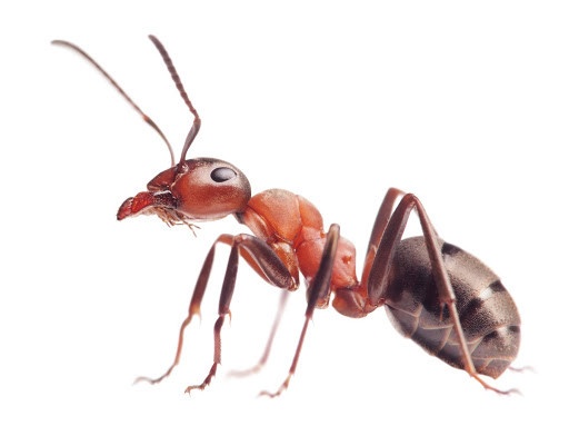 diệt kiến hiệu quả tại Củ Chi