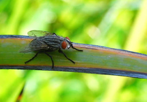 diệt ruồi nhanh chóng ở Đồng Nai